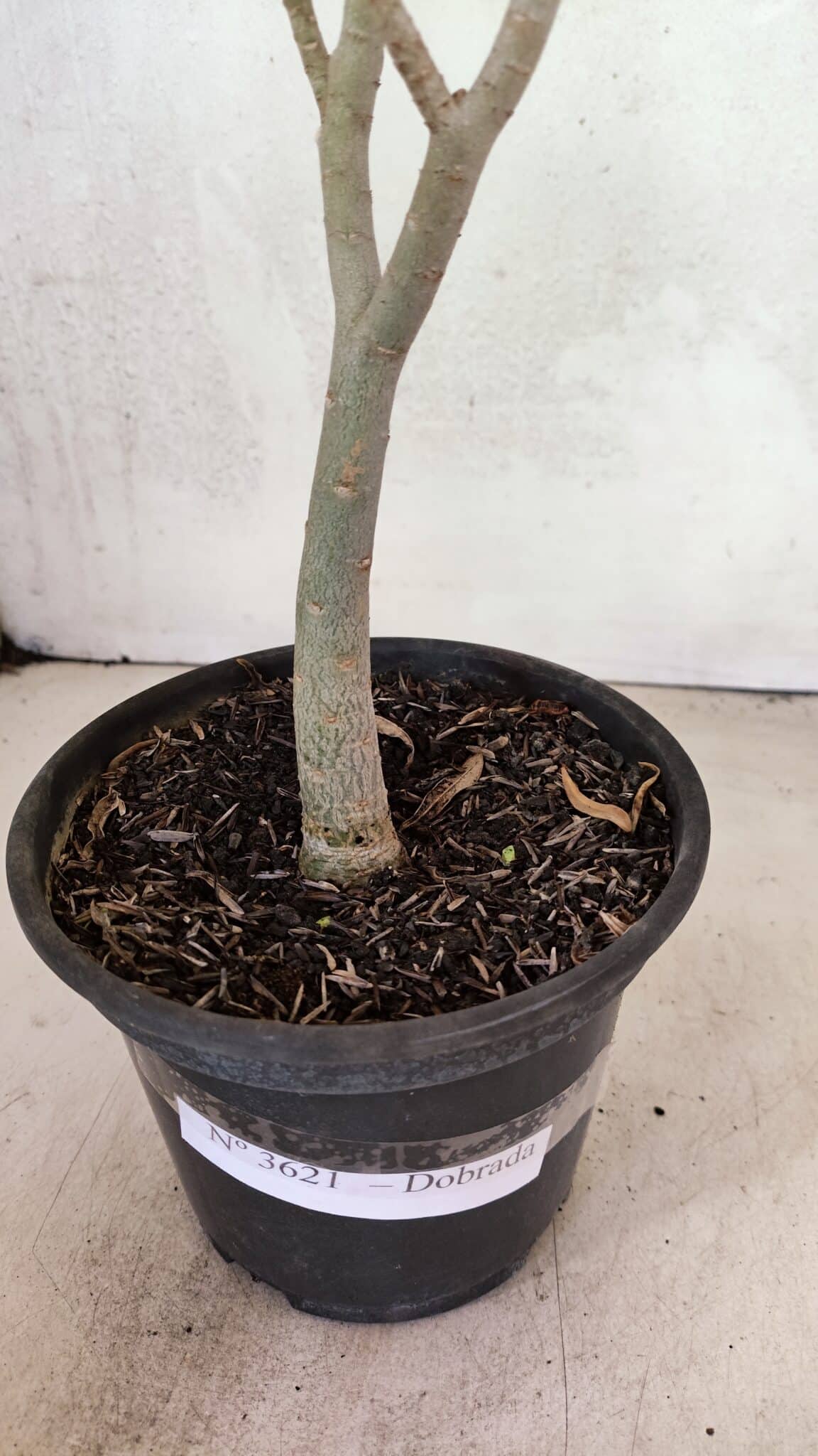 Planta Dobrada 3621 – 35cm – 03 anos - foto 8