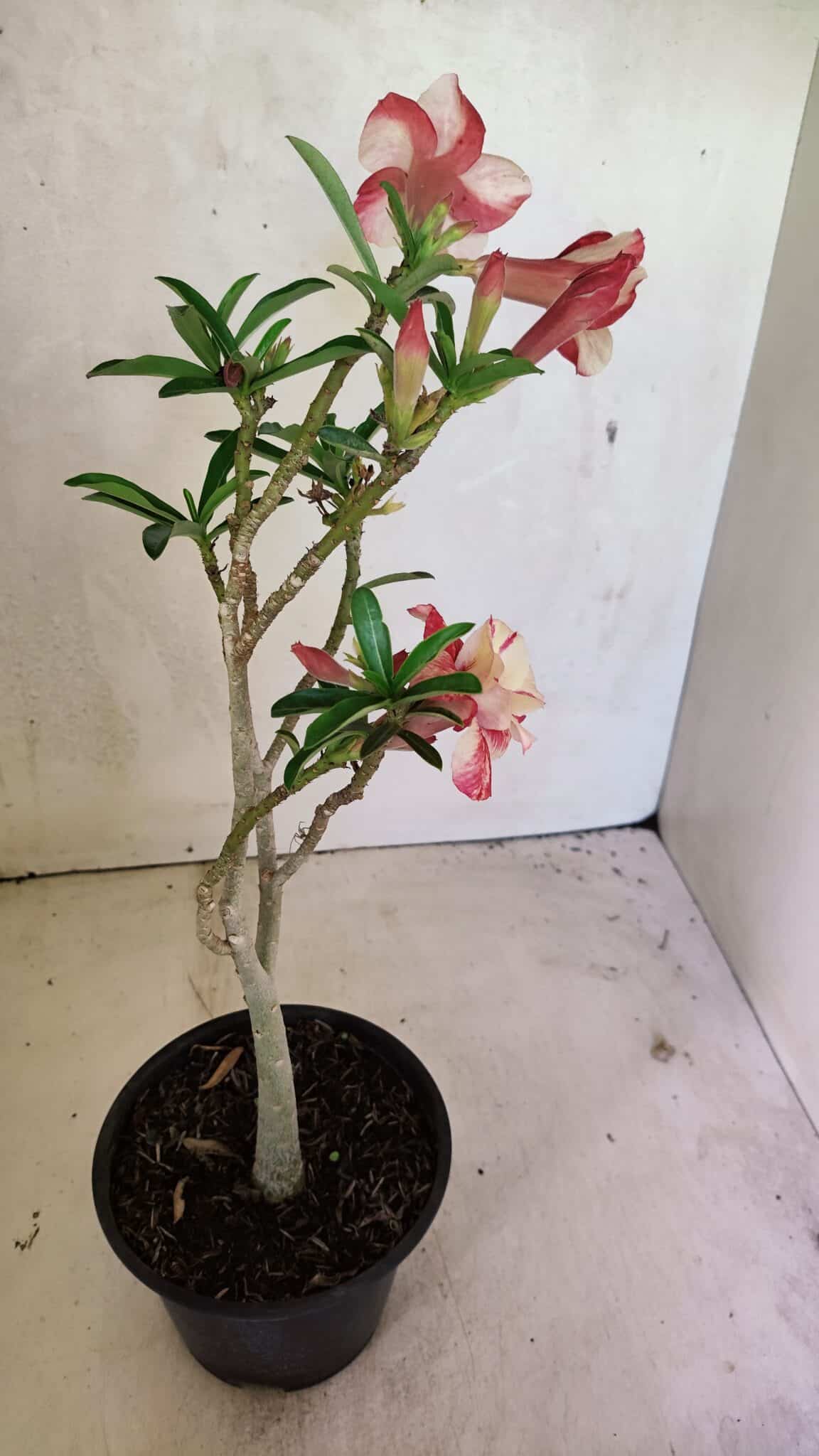 Planta Dobrada 3621 – 35cm – 03 anos - foto 7