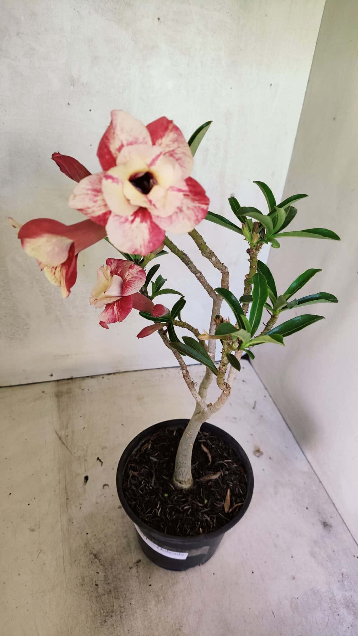 Planta Dobrada 3621 – 35cm – 03 anos - foto 6