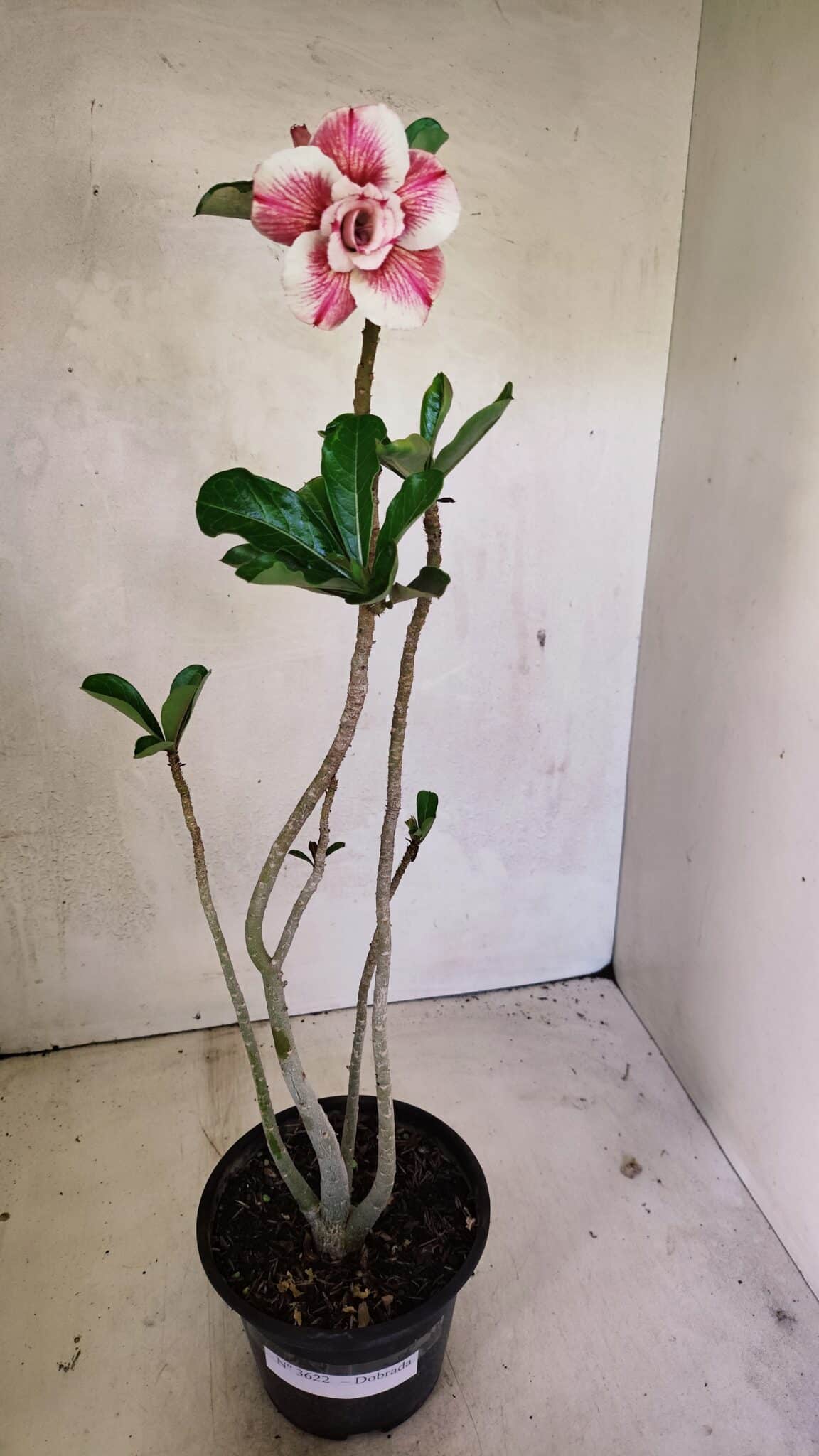 Planta Dobrada 3622 – 35cm – 03 anos - foto 2