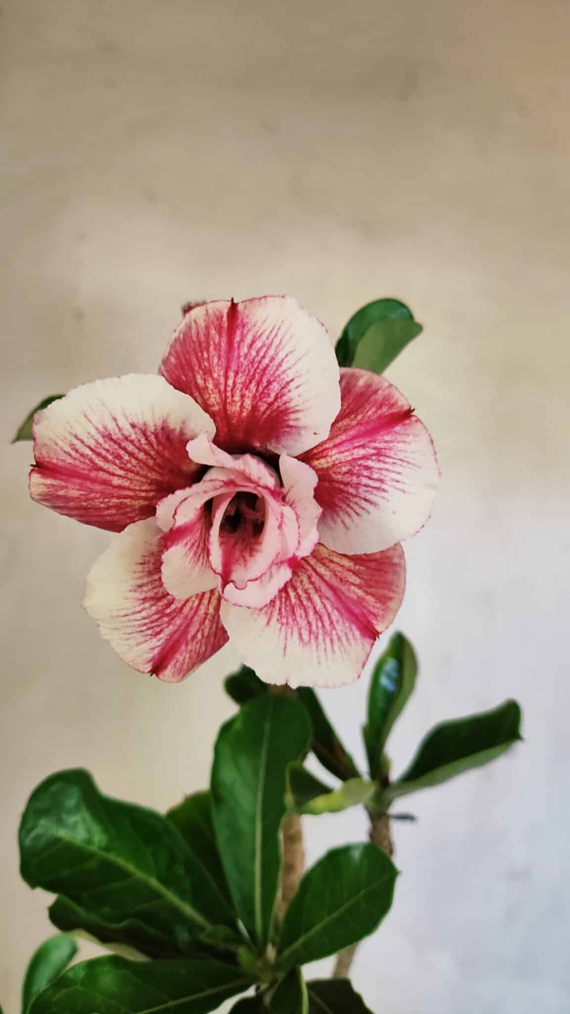 Planta Dobrada 3622 – 35cm – 03 anos - foto 3