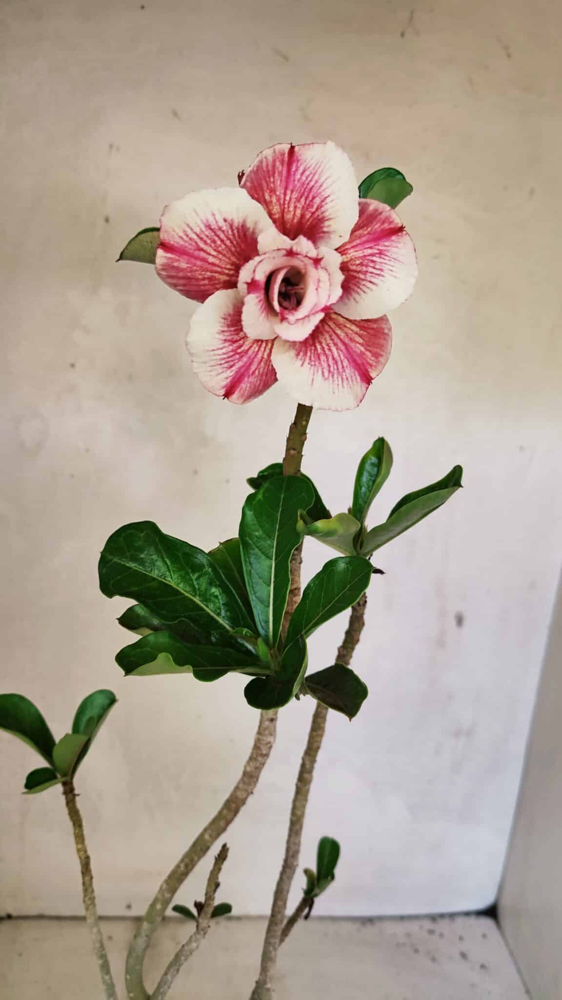 Planta Dobrada 3622 – 35cm – 03 anos - foto 4