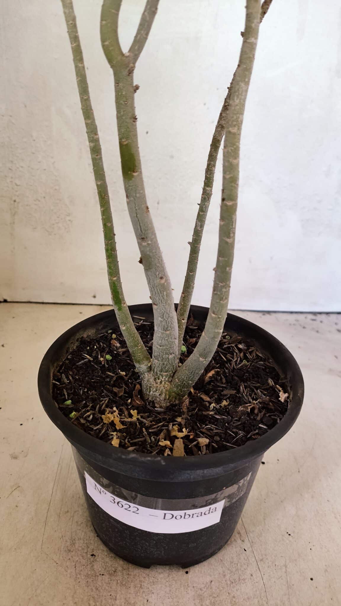 Planta Dobrada 3622 – 35cm – 03 anos - foto 6