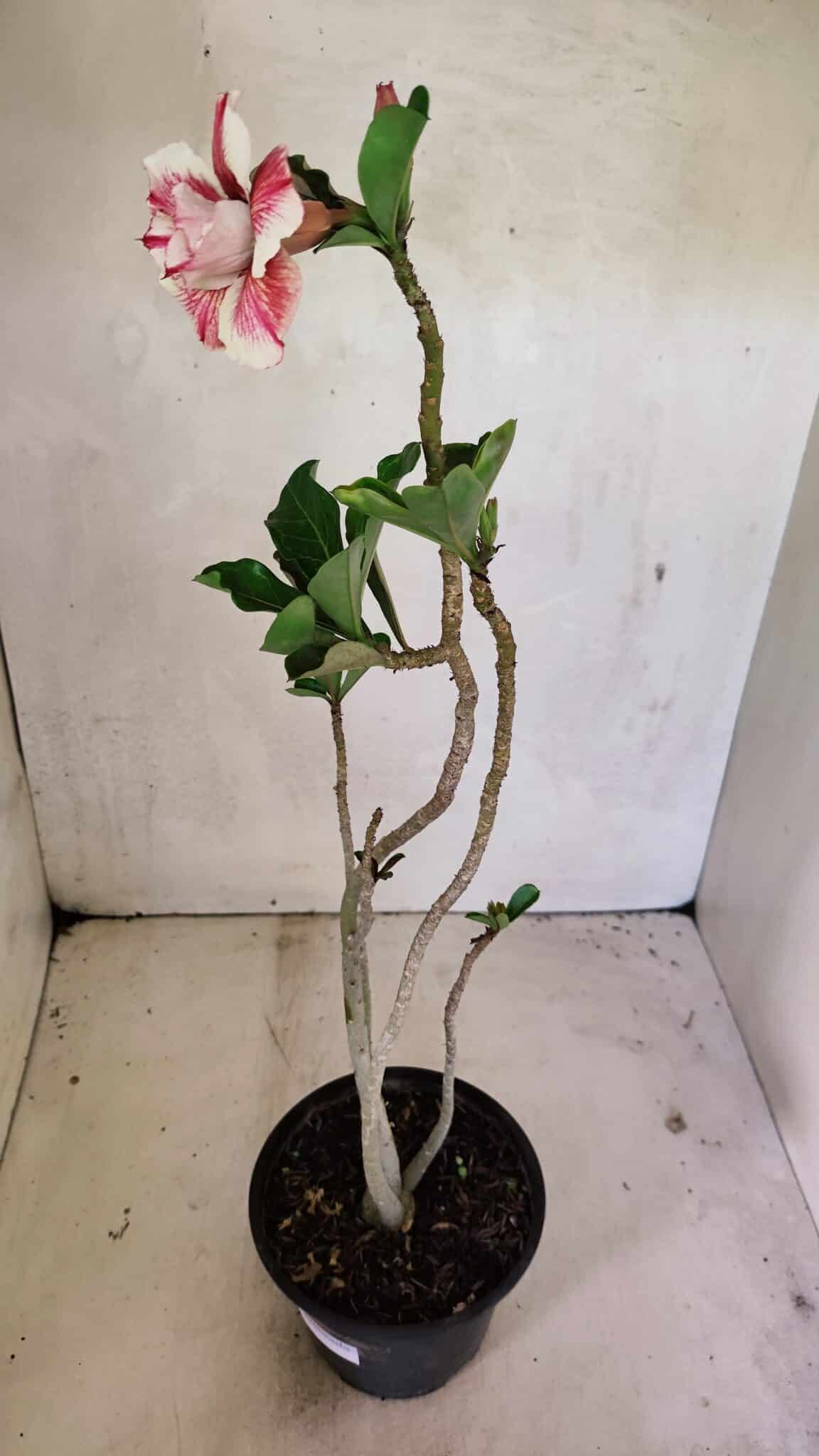 Planta Dobrada 3622 – 35cm – 03 anos - foto 5
