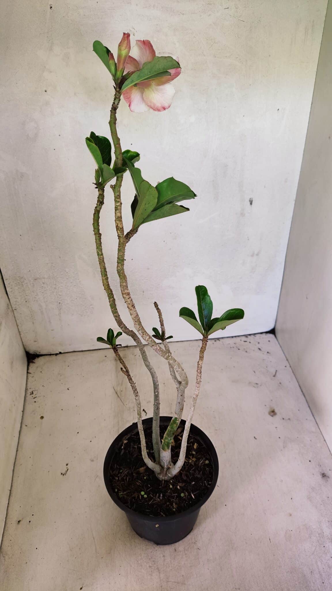 Planta Dobrada 3623 – 35cm – 03 anos - foto 2