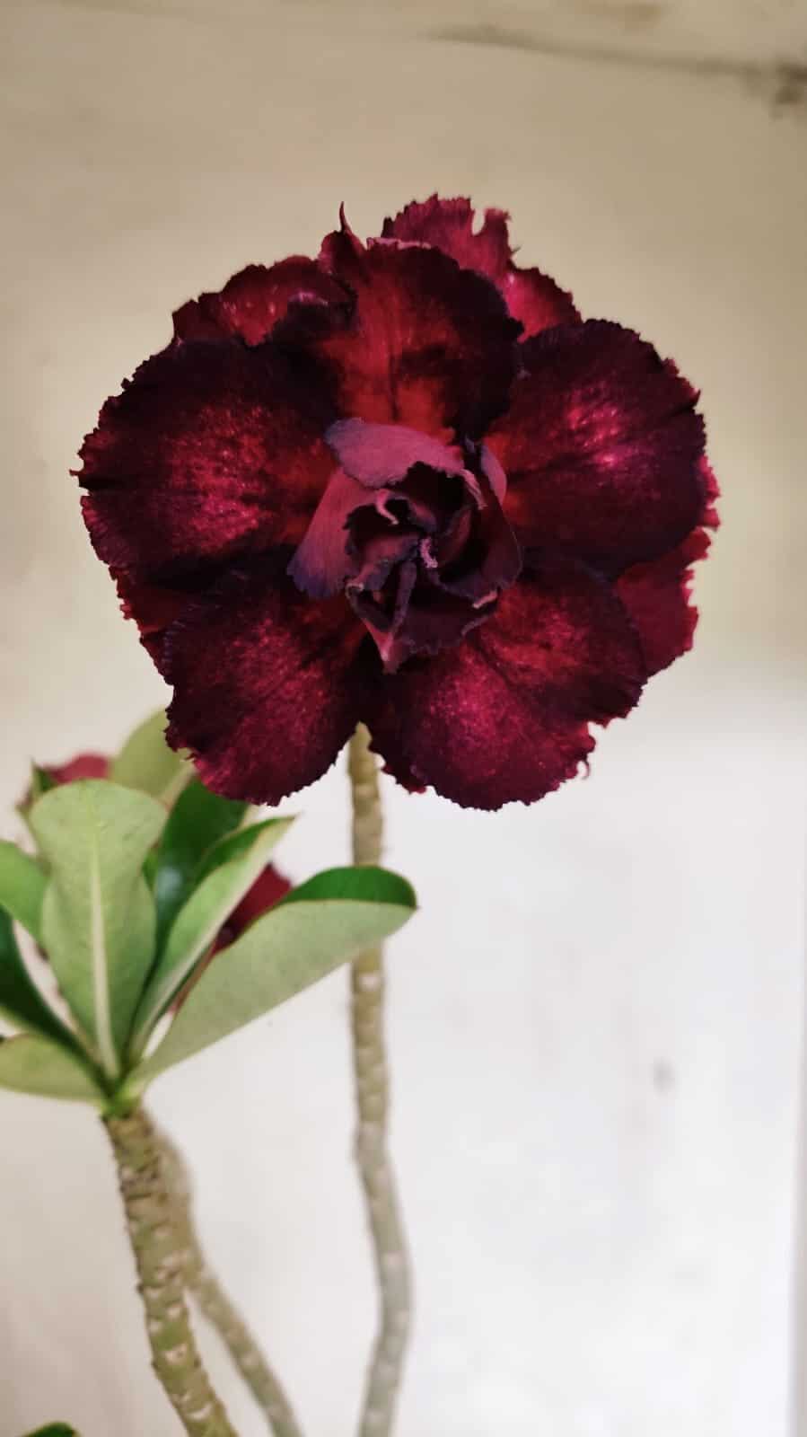 Planta Dobrada 3623 – 35cm – 03 anos - foto 6