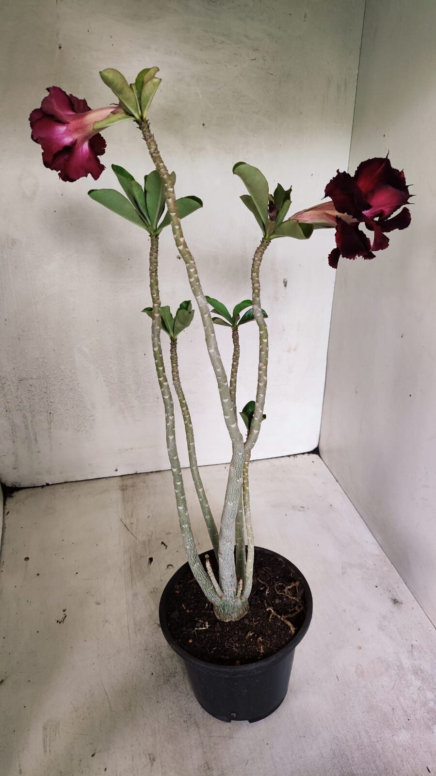 Planta Dobrada 3623 – 35cm – 03 anos - foto 9