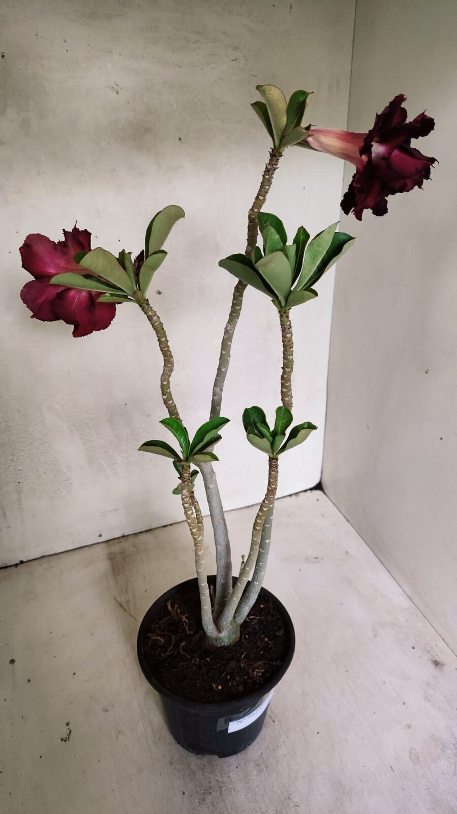 Planta Dobrada 3623 – 35cm – 03 anos - foto 8