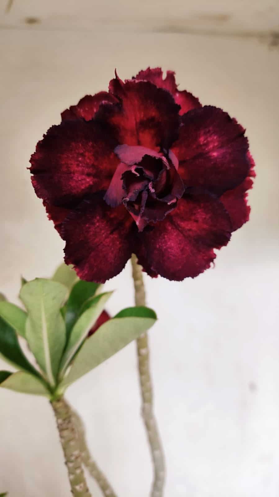 Planta Dobrada 3623 – 35cm – 03 anos - foto 3