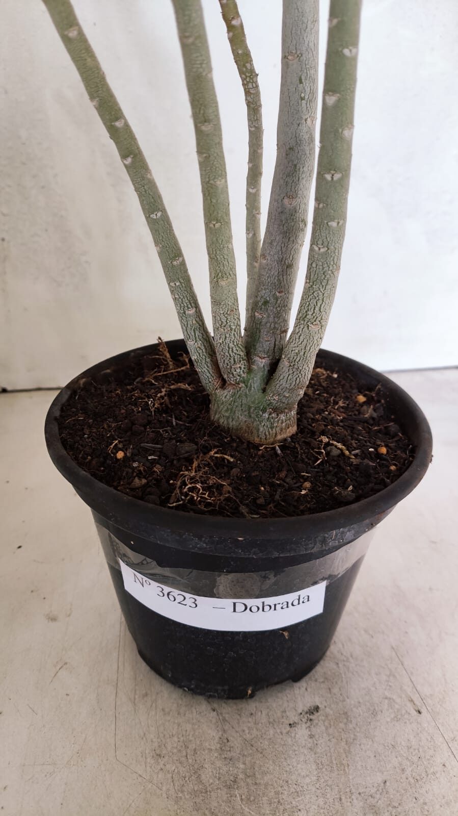 Planta Dobrada 3623 – 35cm – 03 anos - foto 7
