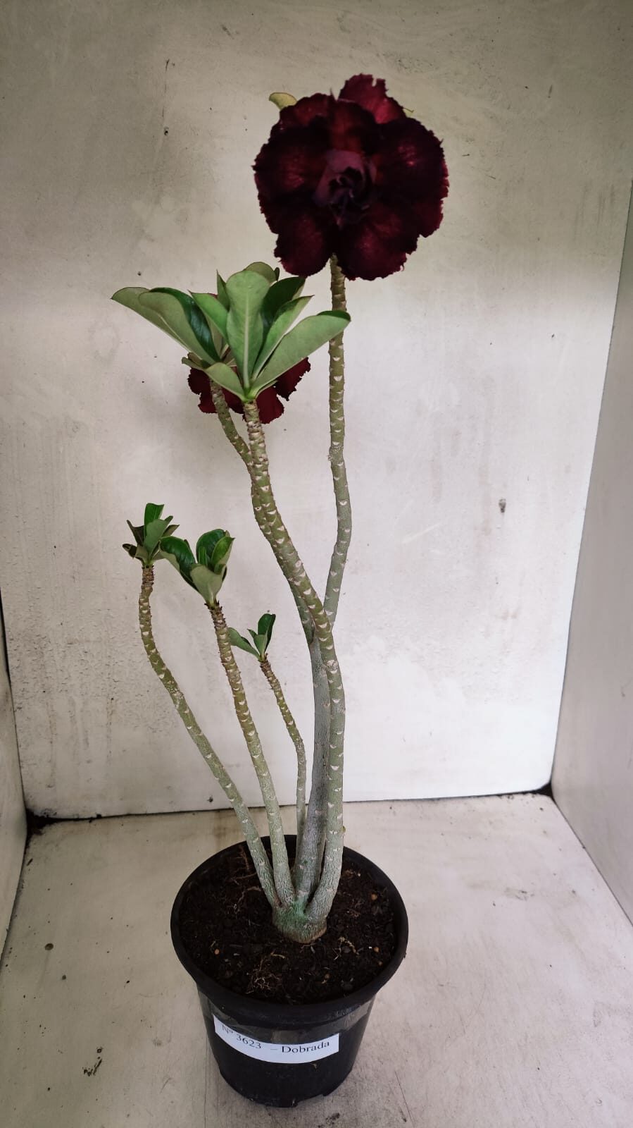 Planta Dobrada 3623 – 35cm – 03 anos - foto 5