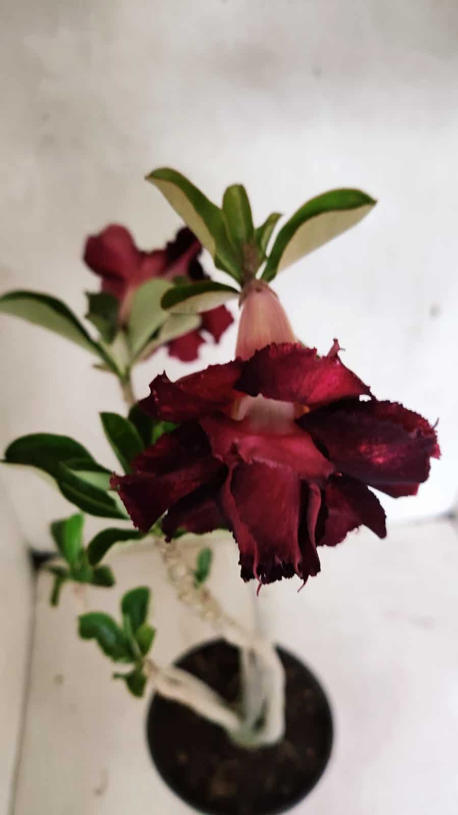 Planta Dobrada 3623 – 35cm – 03 anos - foto 4