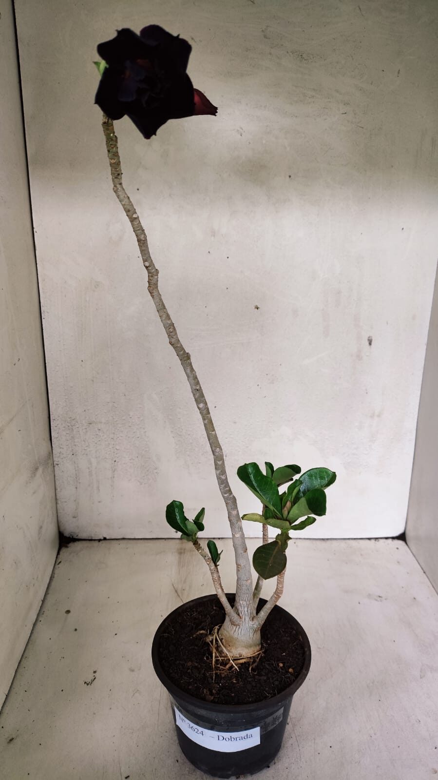 Planta Dobrada 3624 – 35cm – 03 anos - foto 2