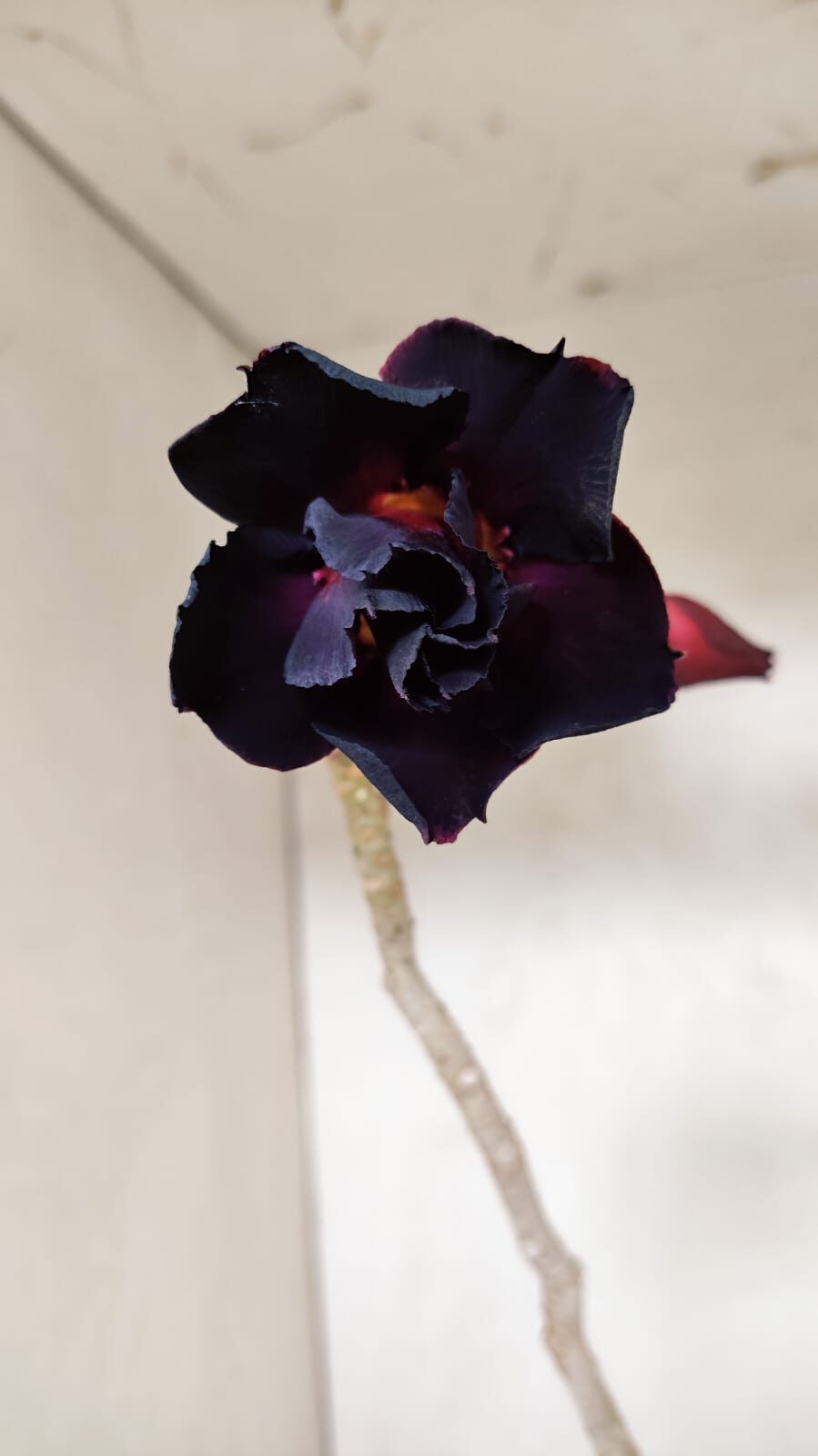 Planta Dobrada 3624 – 35cm – 03 anos - foto 3