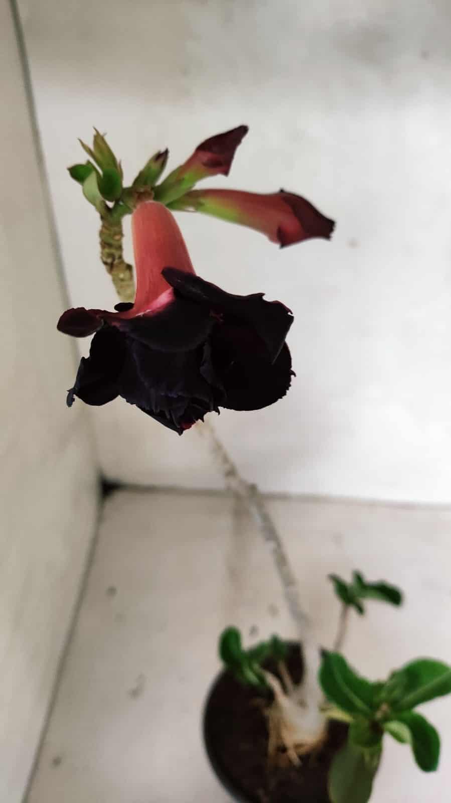 Planta Dobrada 3624 – 35cm – 03 anos - foto 4