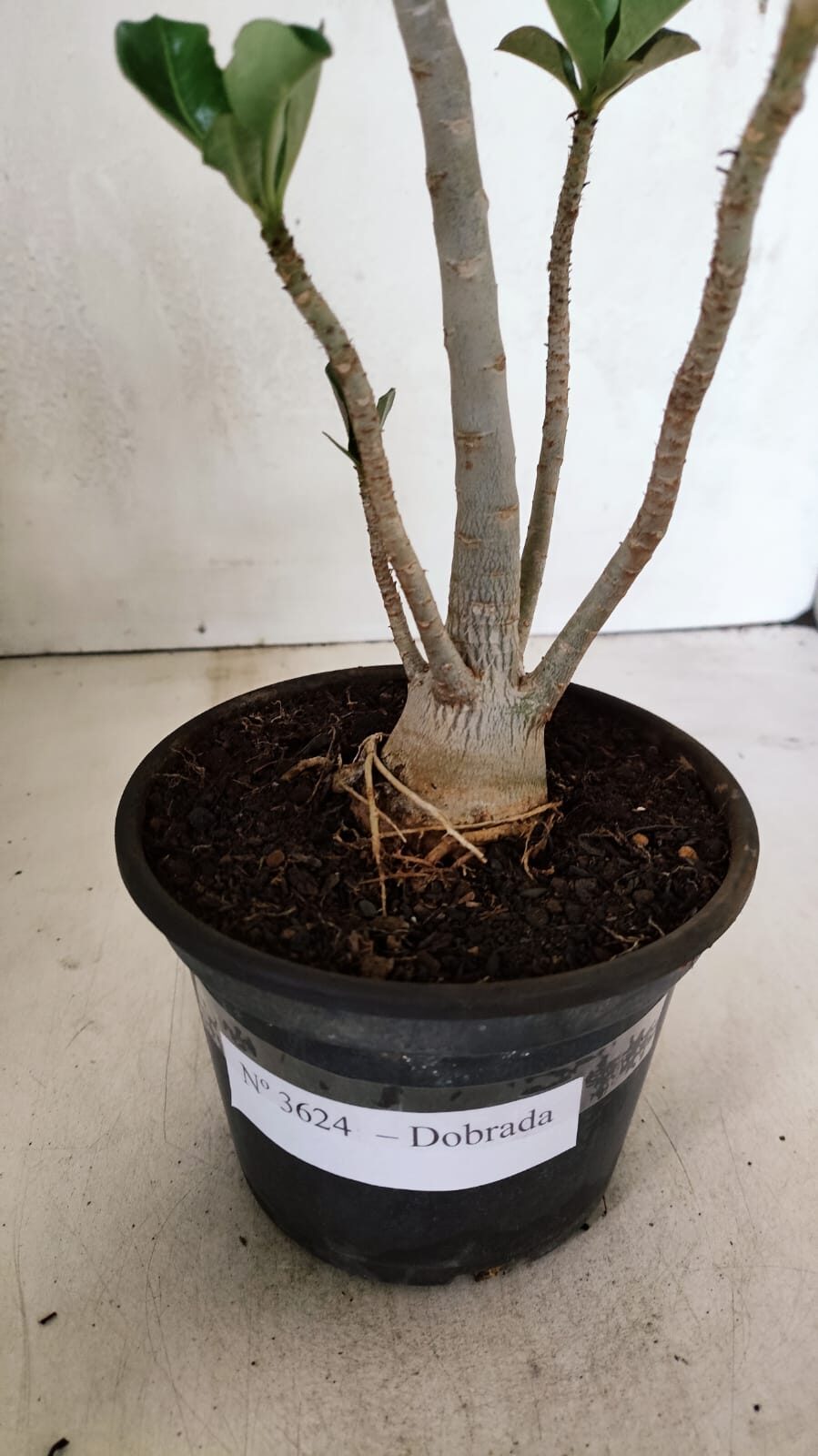 Planta Dobrada 3624 – 35cm – 03 anos - foto 9