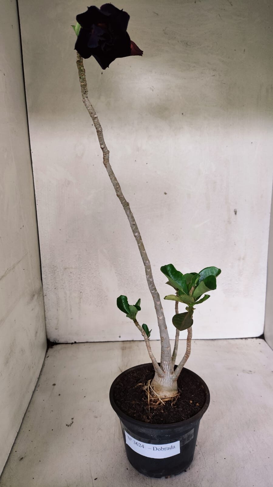 Planta Dobrada 3624 – 35cm – 03 anos - foto 8