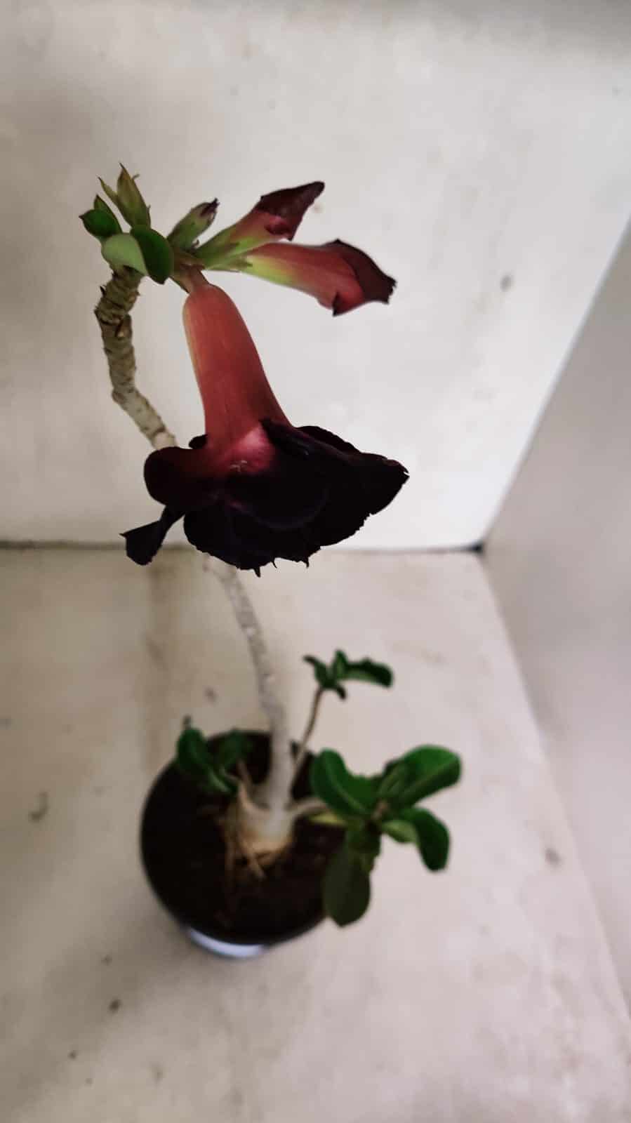 Planta Dobrada 3624 – 35cm – 03 anos - foto 6