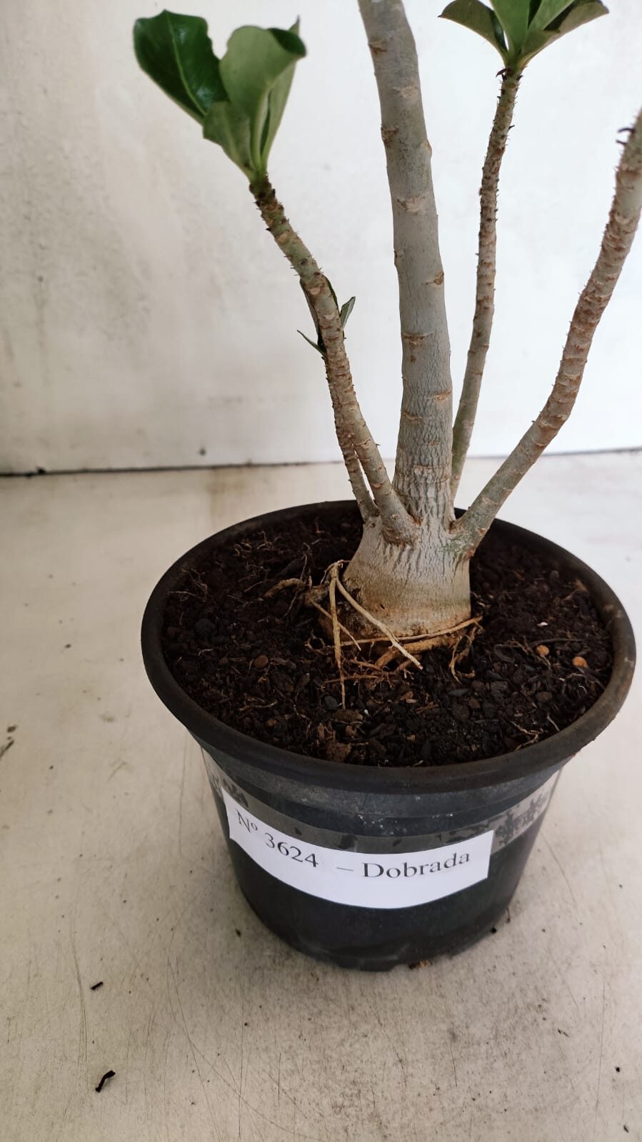 Planta Dobrada 3624 – 35cm – 03 anos - foto 7