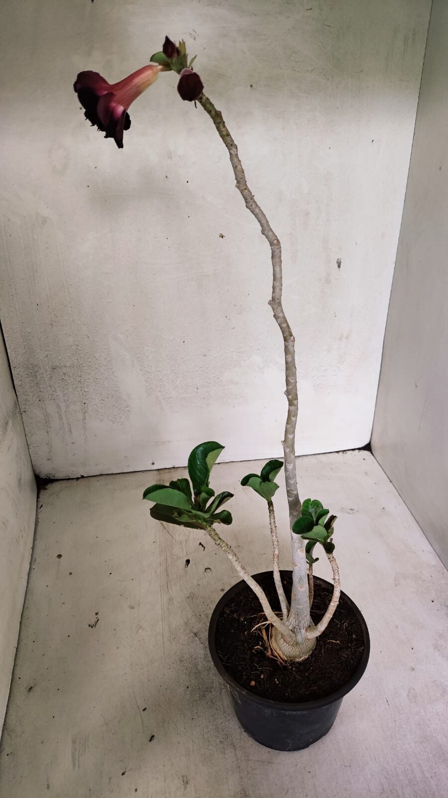 Planta Dobrada 3624 – 35cm – 03 anos - foto 5
