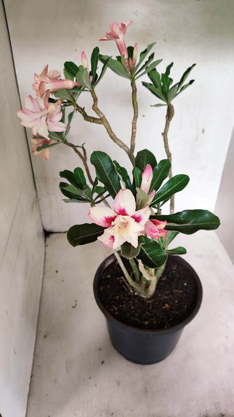 Planta Dobrada 3625 – 50cm – 03 anos - foto 5