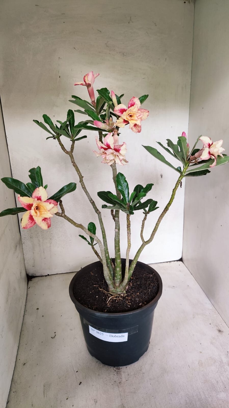 Planta Dobrada 3625 – 50cm – 03 anos - foto 2