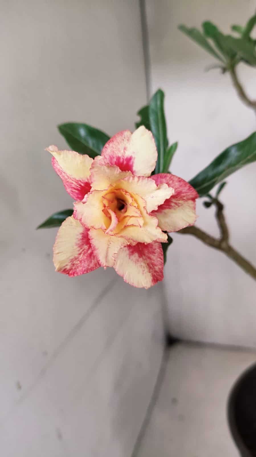 Planta Dobrada 3625 – 50cm – 03 anos - foto 4