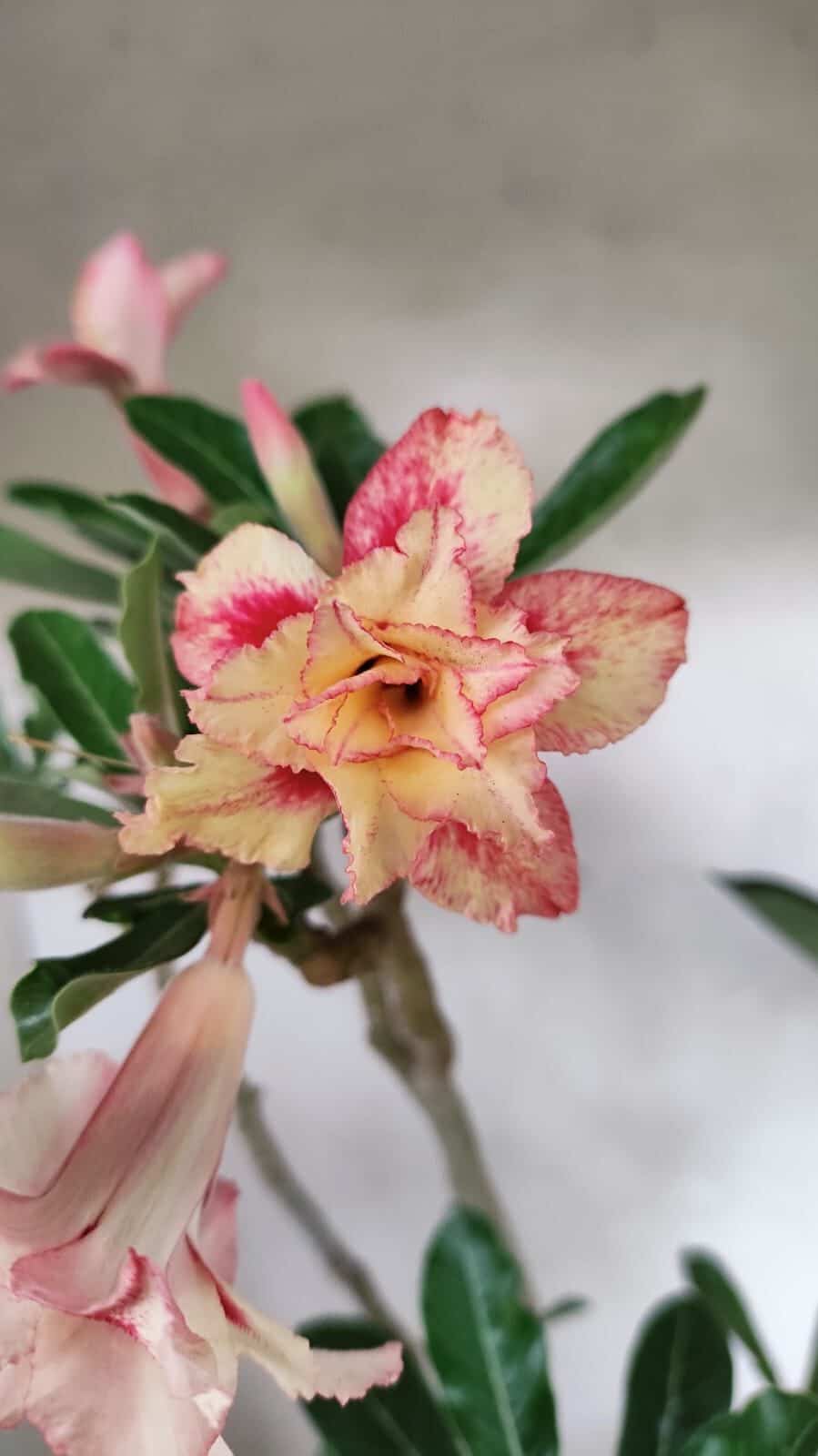 Planta Dobrada 3625 – 50cm – 03 anos - foto 3