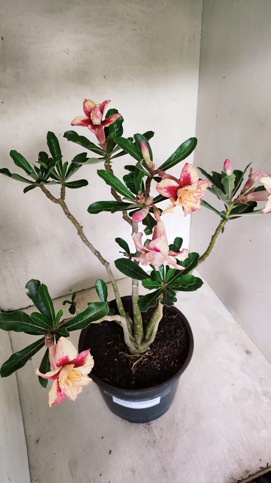 Planta Dobrada 3625 – 50cm – 03 anos - foto 9