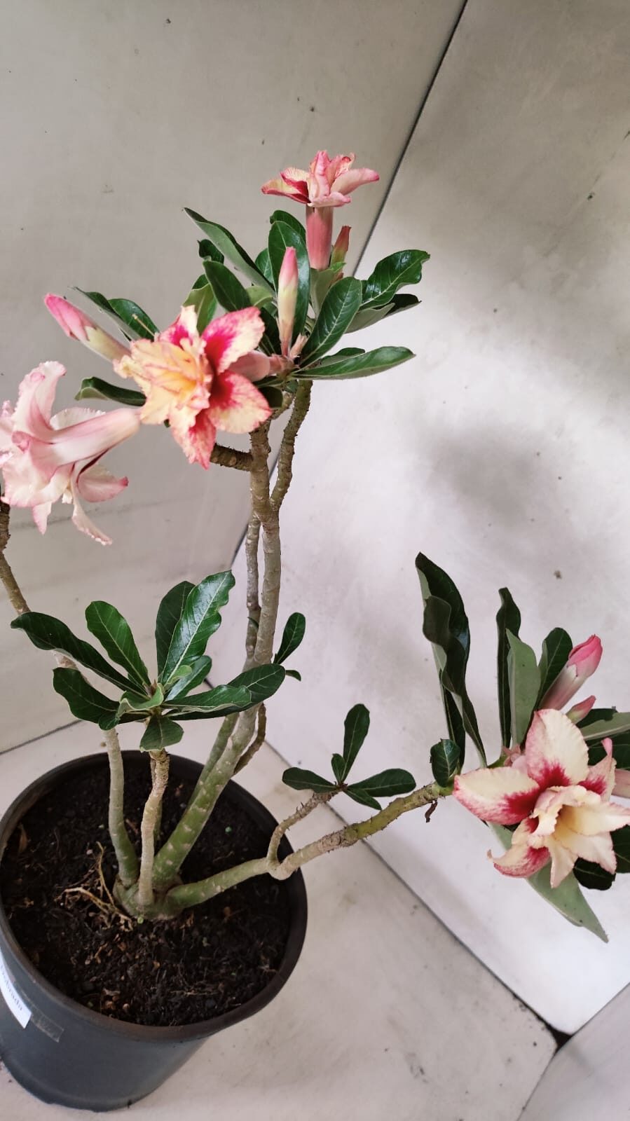 Planta Dobrada 3625 – 50cm – 03 anos - foto 8