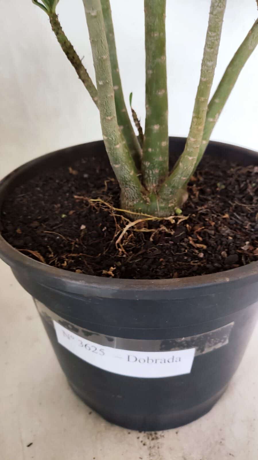 Planta Dobrada 3625 – 50cm – 03 anos - foto 7