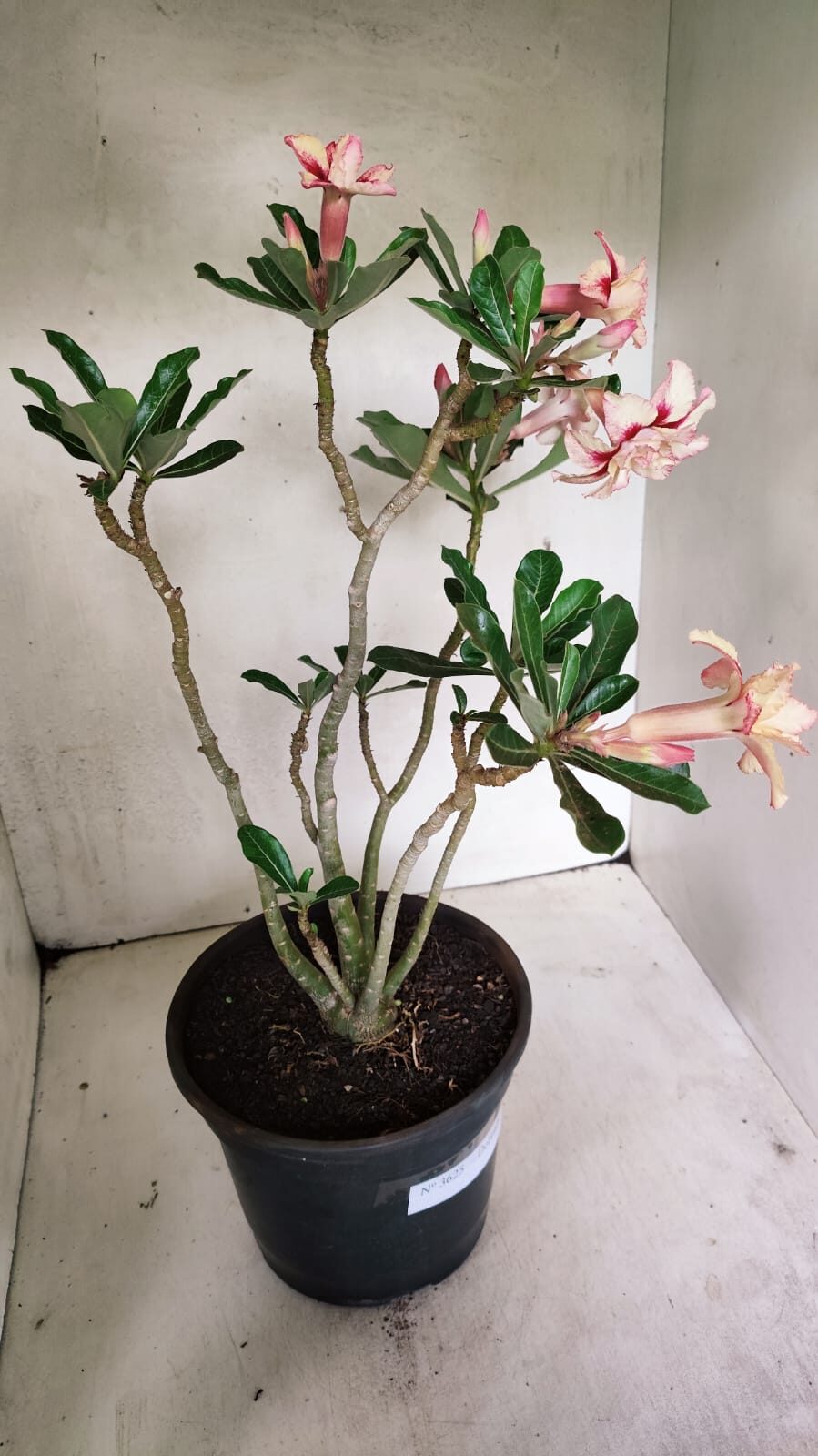 Planta Dobrada 3625 – 50cm – 03 anos - foto 6