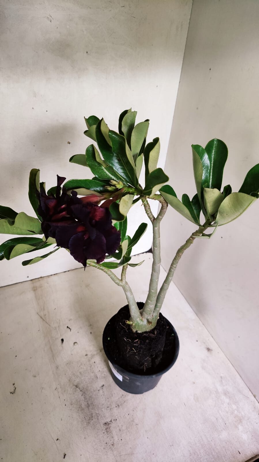 Planta Dobrada 3626 – 35cm – 03 anos - foto 10