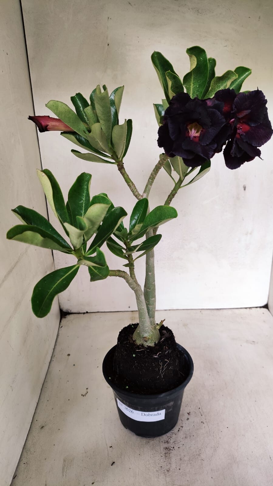 Planta Dobrada 3626 – 35cm – 03 anos - foto 2