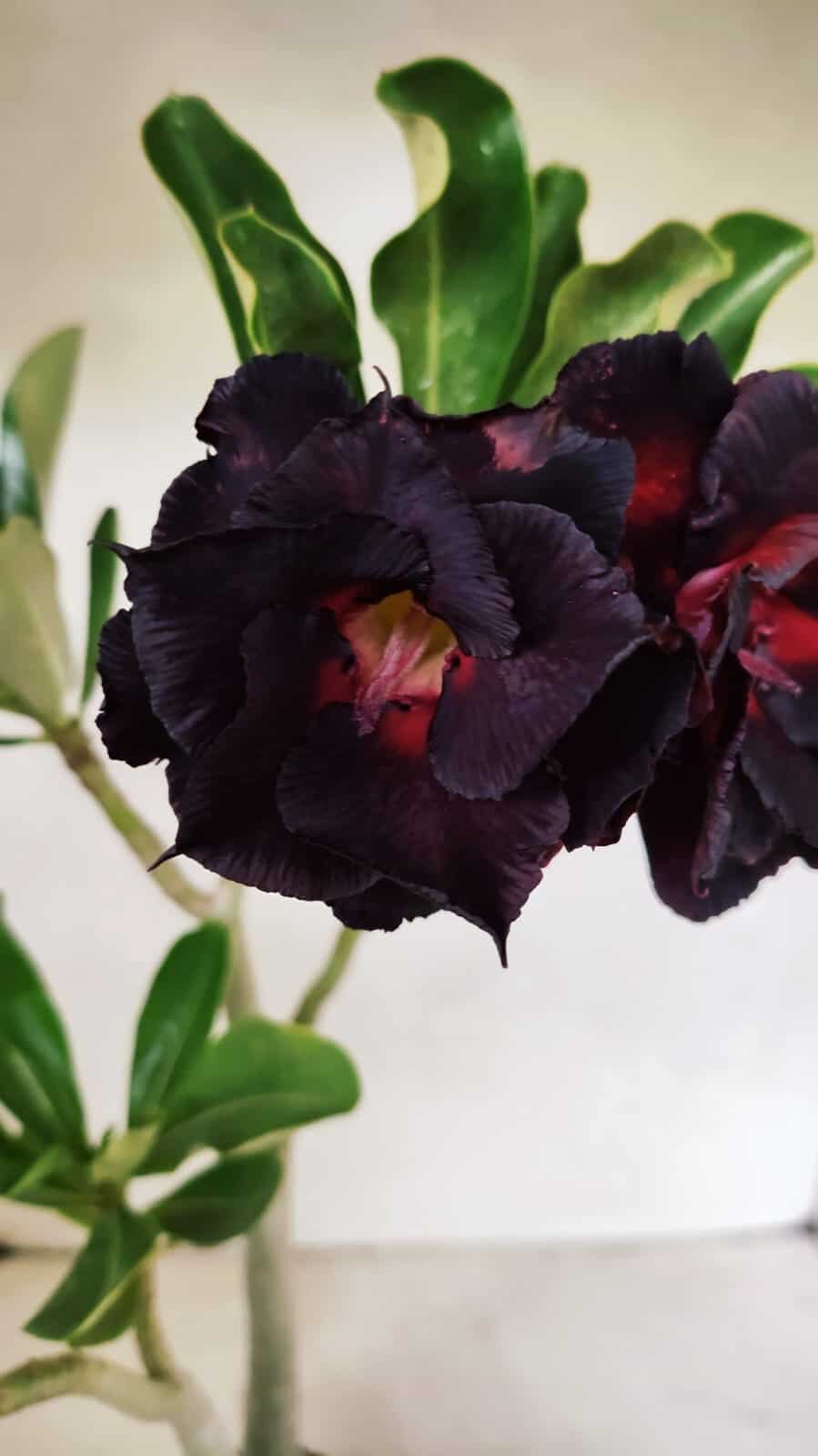 Planta Dobrada 3626 – 35cm – 03 anos - foto 3