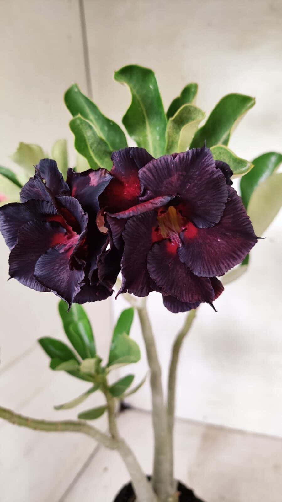 Planta Dobrada 3626 – 35cm – 03 anos - foto 5