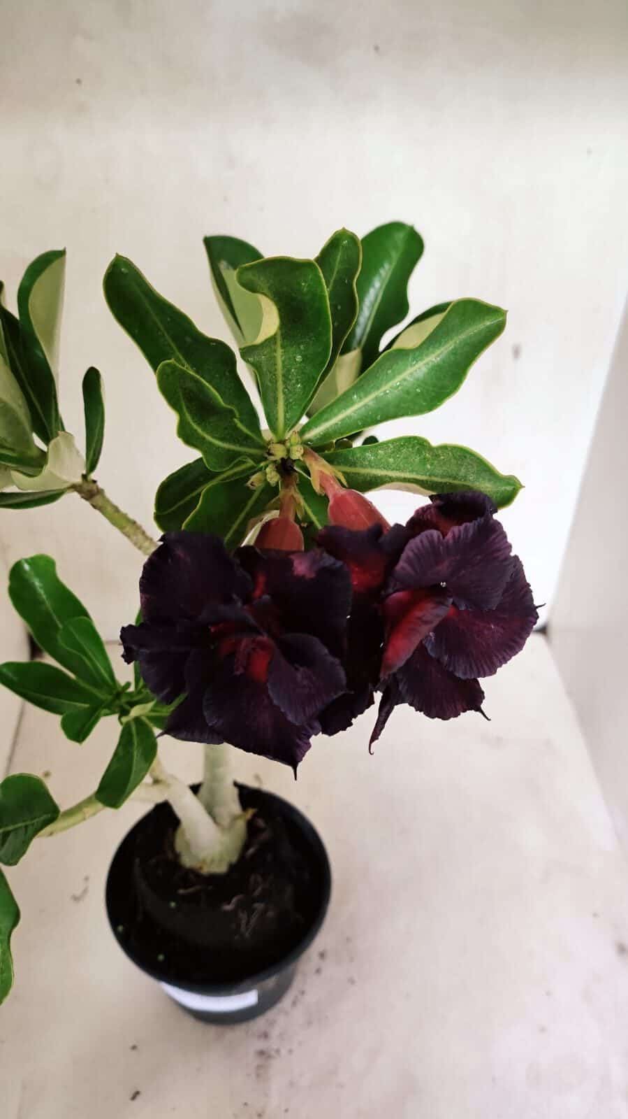 Planta Dobrada 3626 – 35cm – 03 anos - foto 4