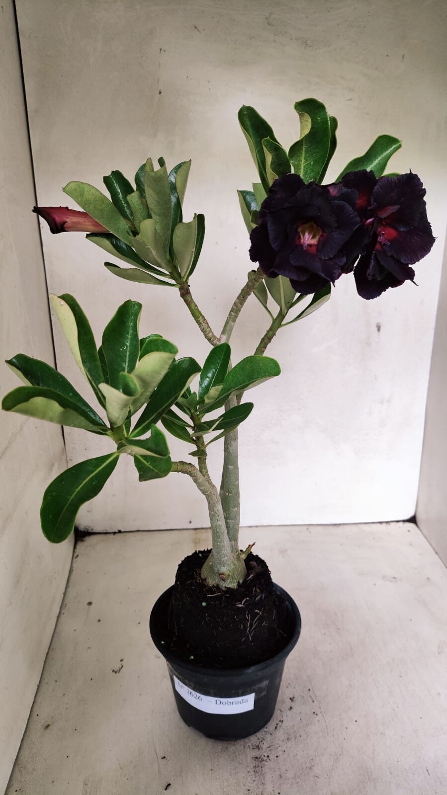 Planta Dobrada 3626 – 35cm – 03 anos - foto 8