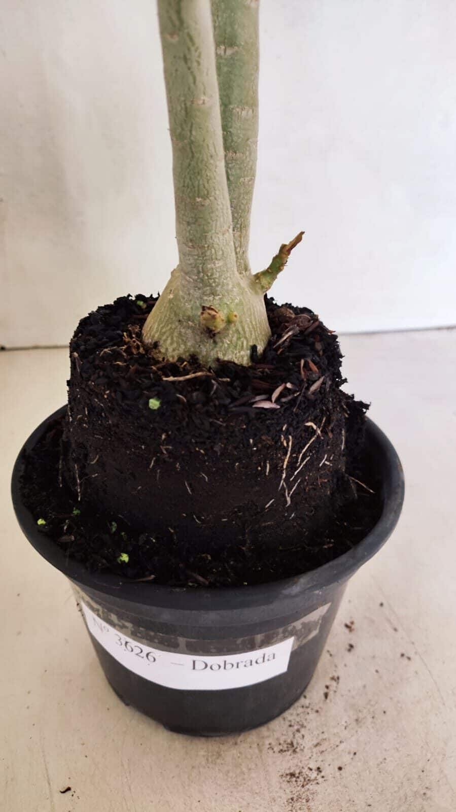 Planta Dobrada 3626 – 35cm – 03 anos - foto 7