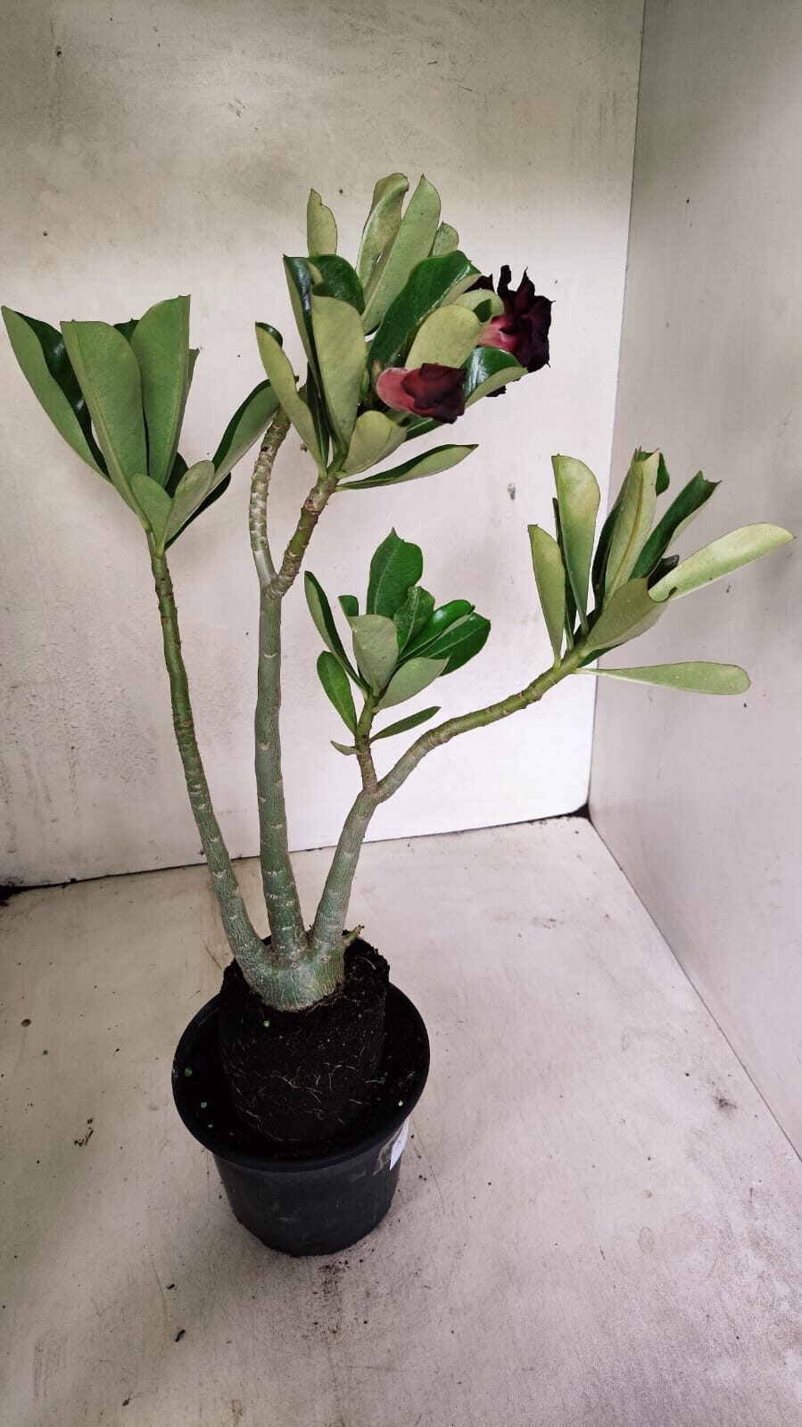Planta Dobrada 3626 – 35cm – 03 anos - foto 6