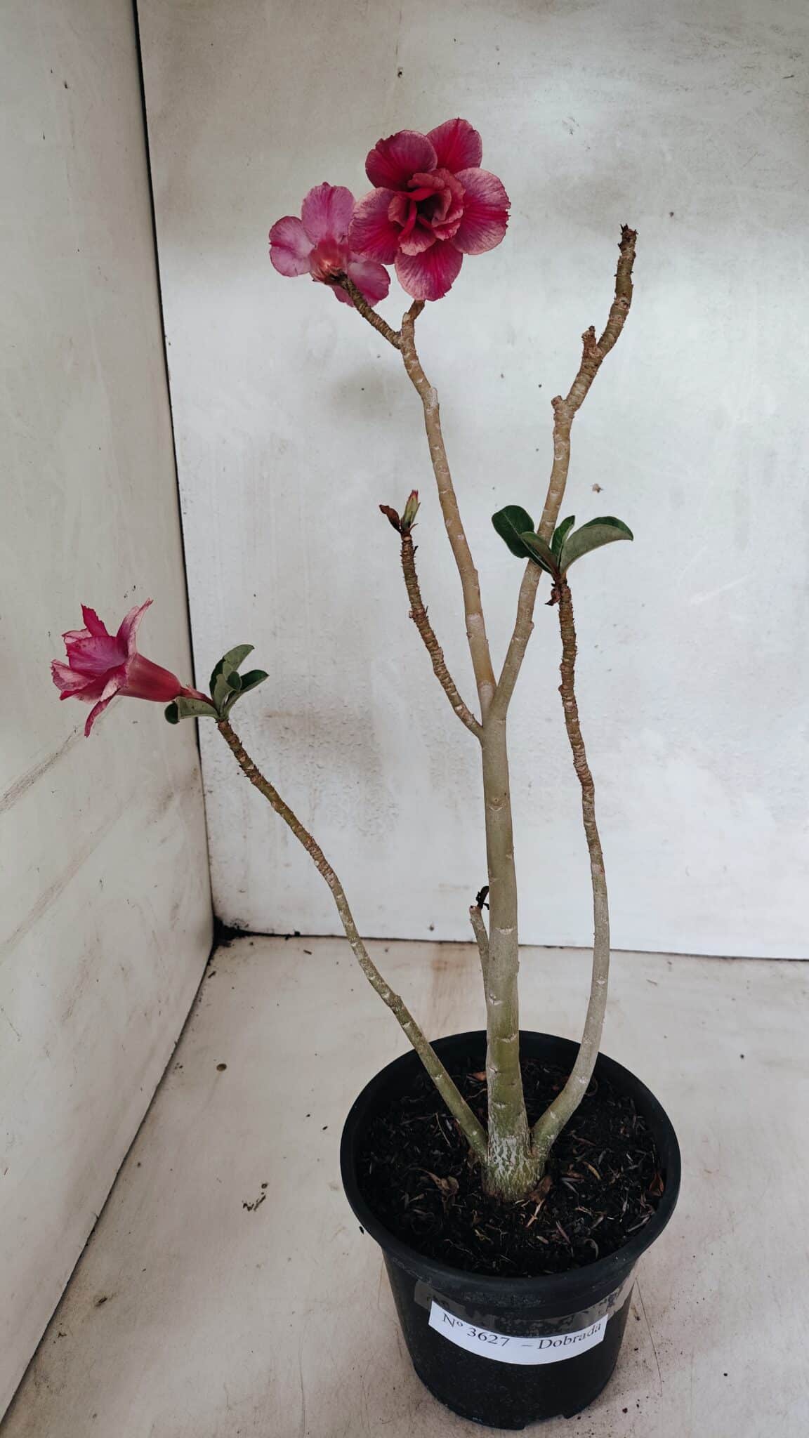 Planta Dobrada 3627 – 35cm – 03 anos - foto 7