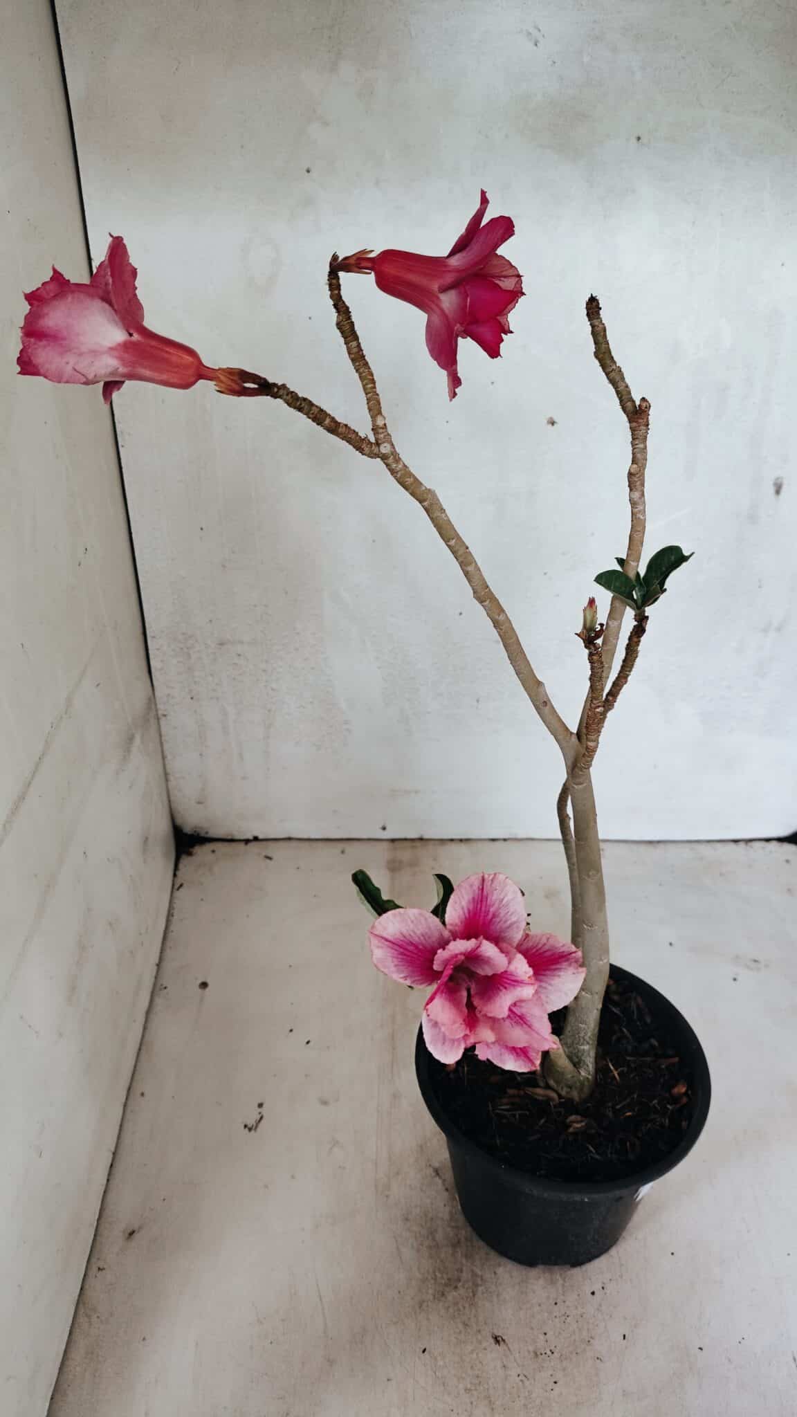 Planta Dobrada 3627 – 35cm – 03 anos - foto 6