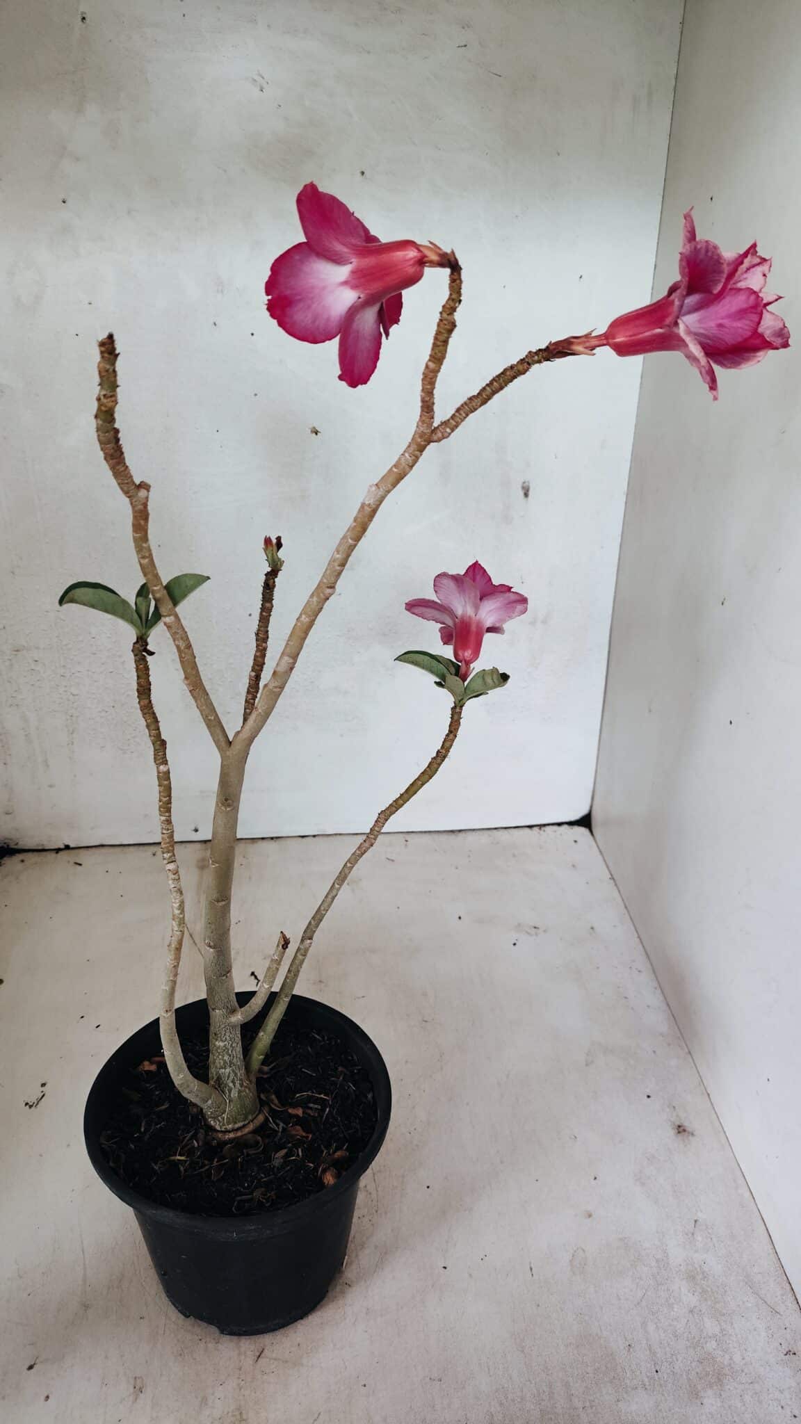 Planta Dobrada 3627 – 35cm – 03 anos - foto 5