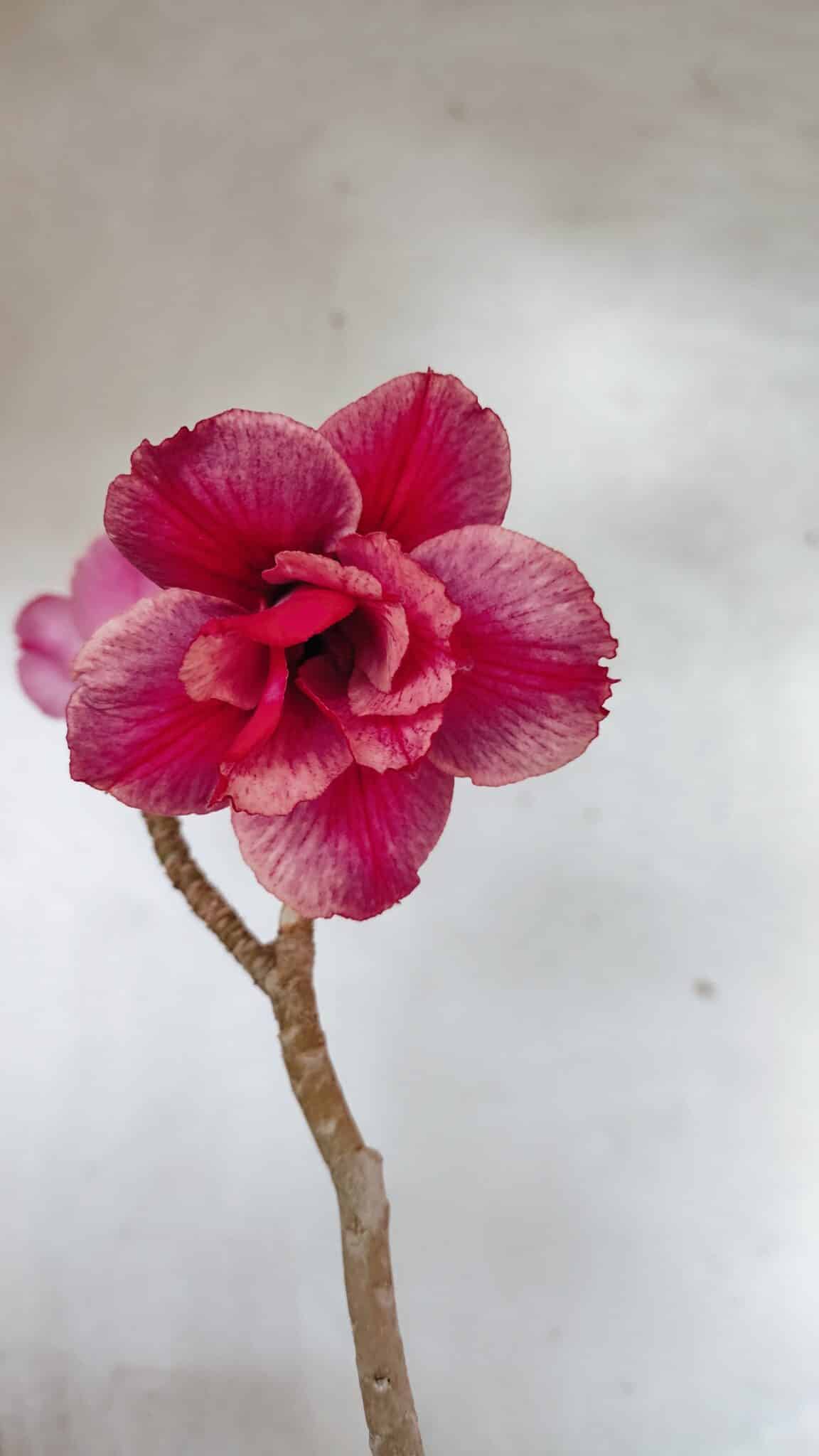 Planta Dobrada 3627 – 35cm – 03 anos - foto 3
