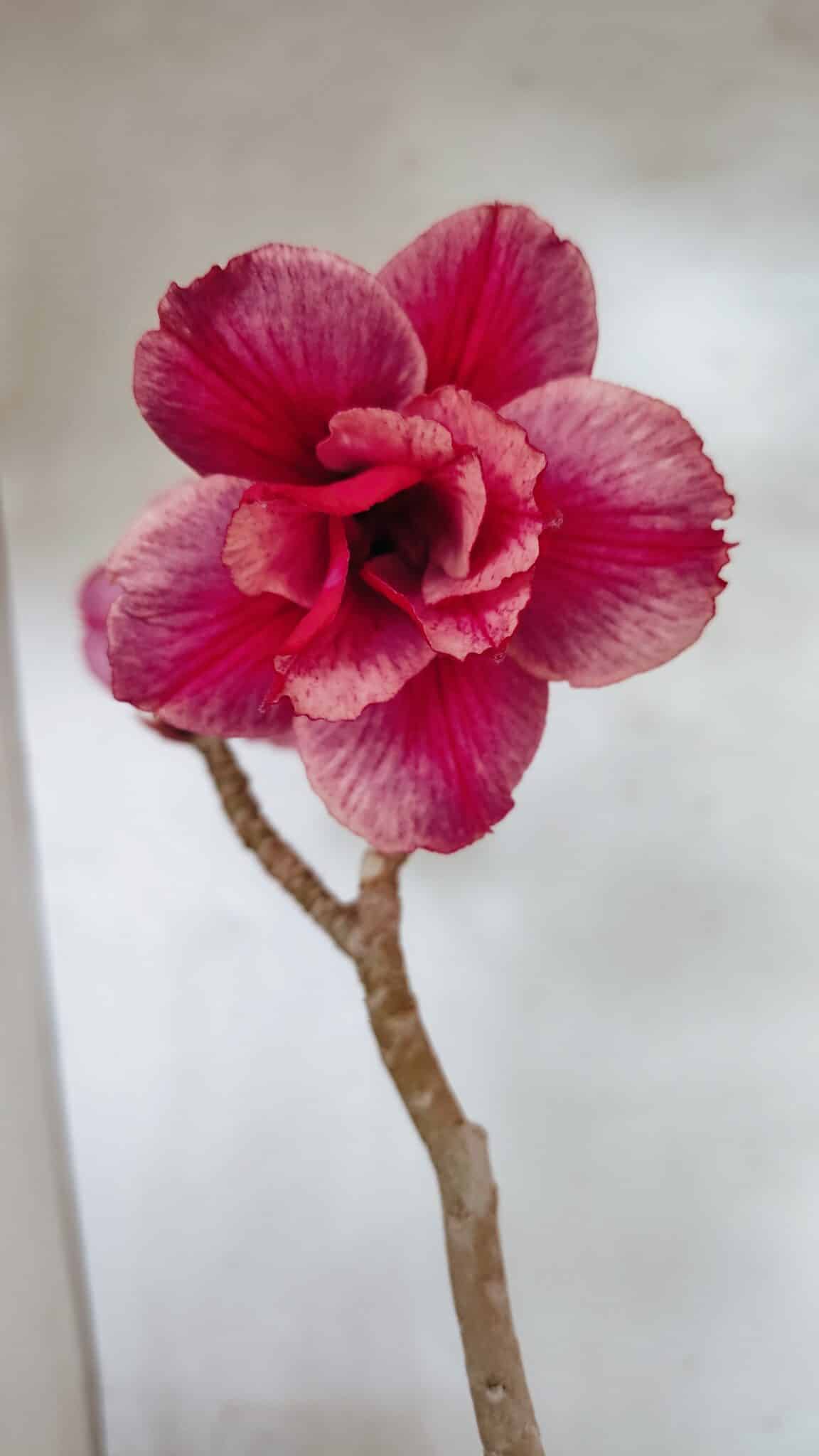 Planta Dobrada 3627 – 35cm – 03 anos - foto 4