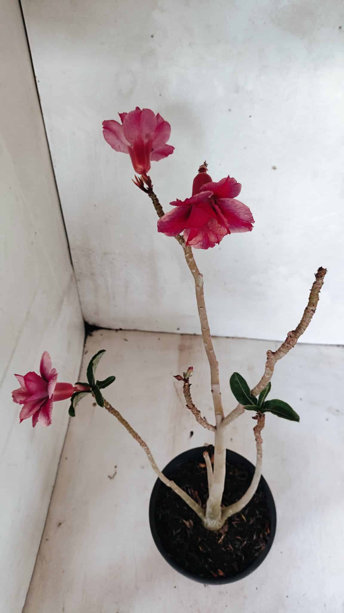 Planta Dobrada 3627 – 35cm – 03 anos - foto 2