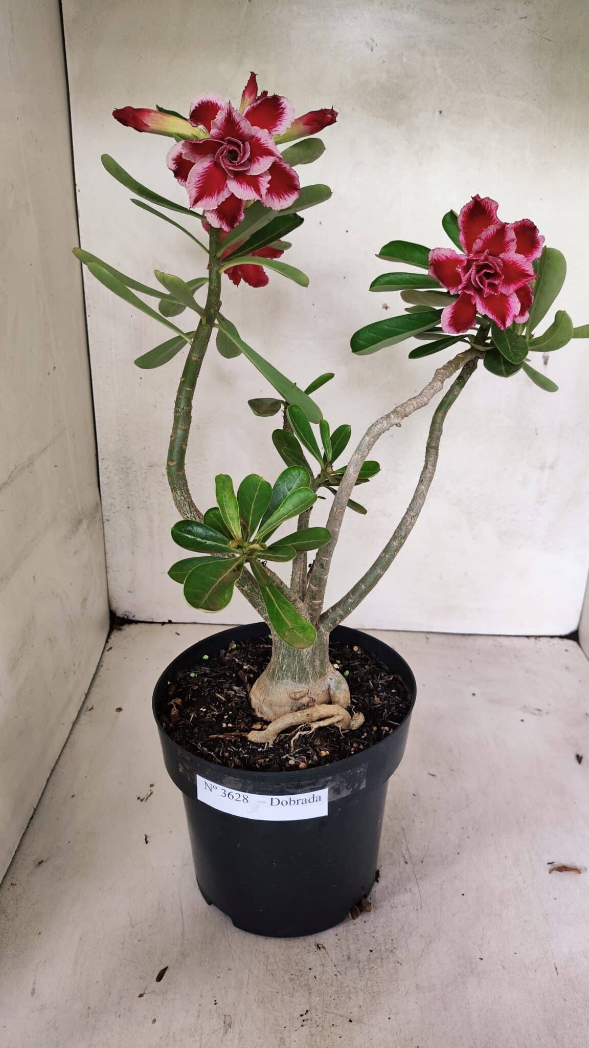Planta Dobrada 3628 – 45cm – 03 anos - foto 2