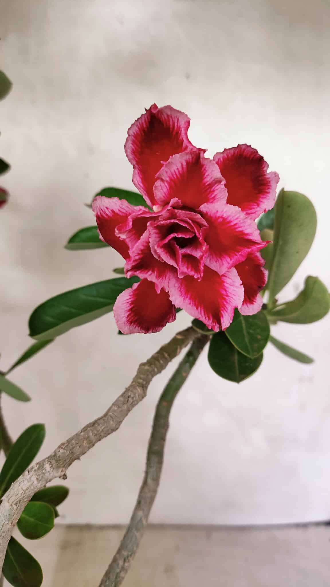 Planta Dobrada 3628 – 45cm – 03 anos - foto 4