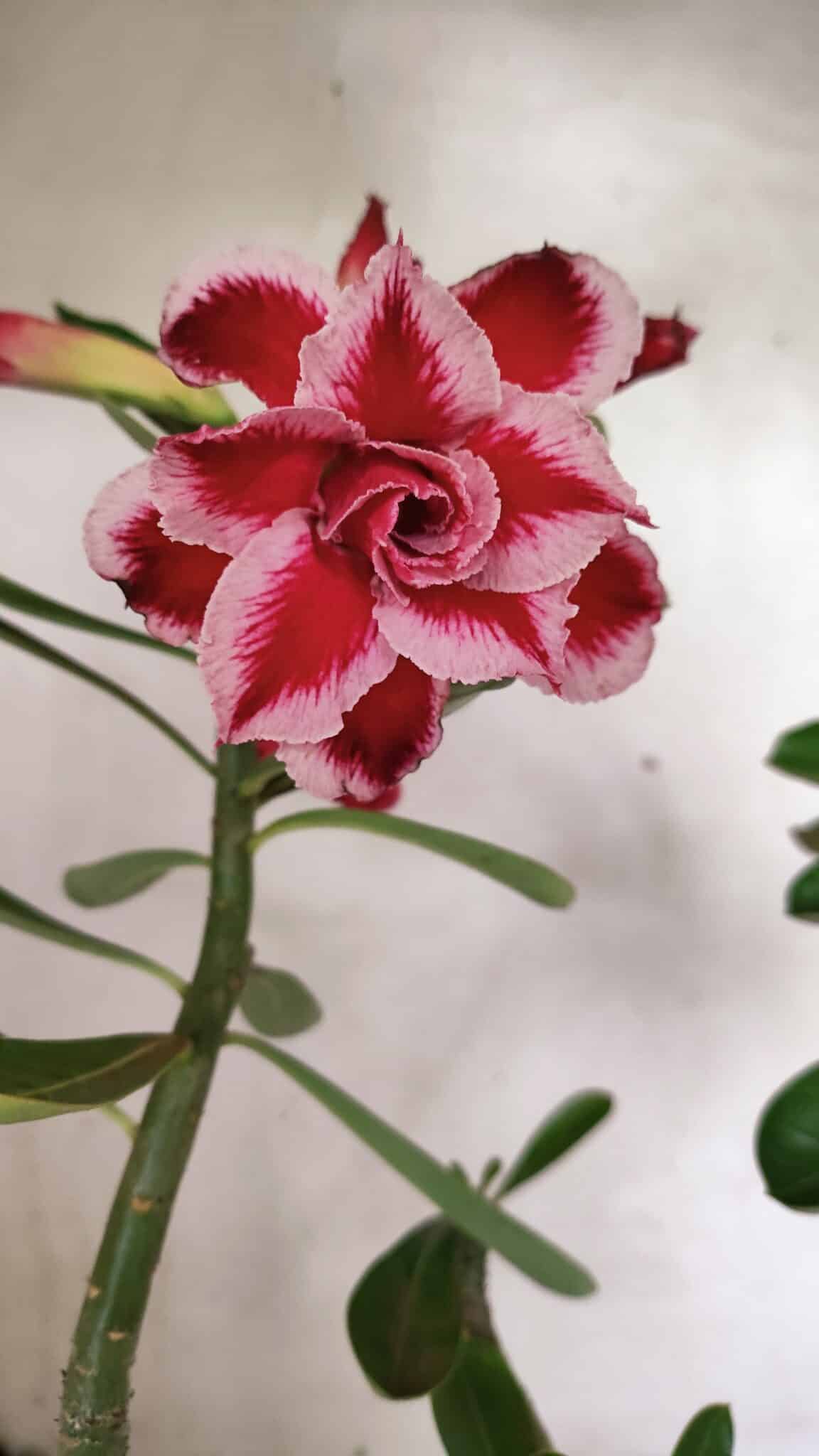 Planta Dobrada 3628 – 45cm – 03 anos - foto 6