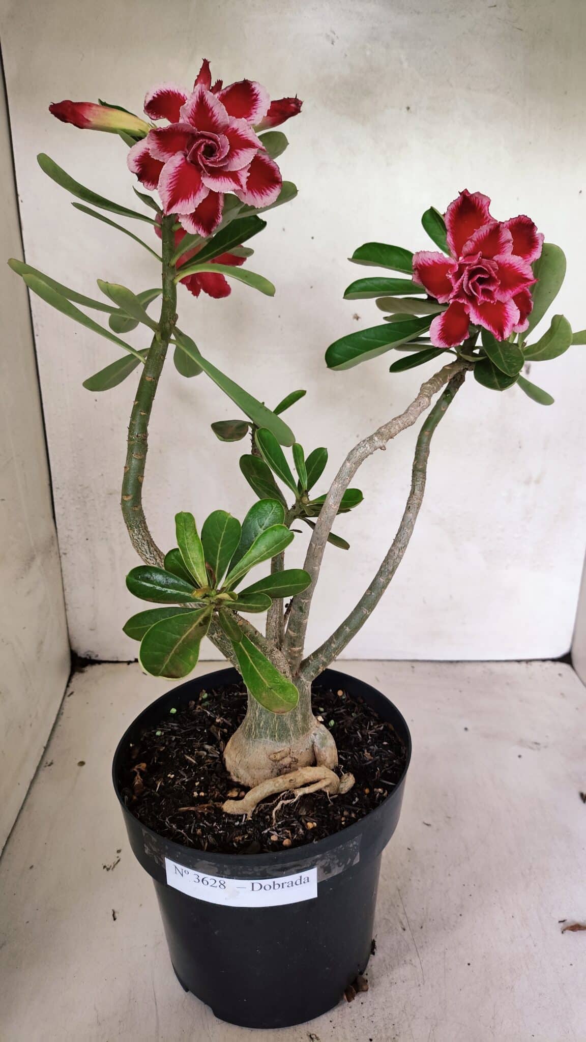 Planta Dobrada 3628 – 45cm – 03 anos - foto 9